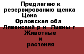 Предлагаю к резервированию щенка › Цена ­ 20 000 - Орловская обл., Ливенский р-н, Ливны г. Животные и растения » Собаки   